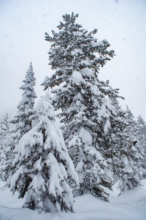 Photos gratuites de arbres, froid, givré