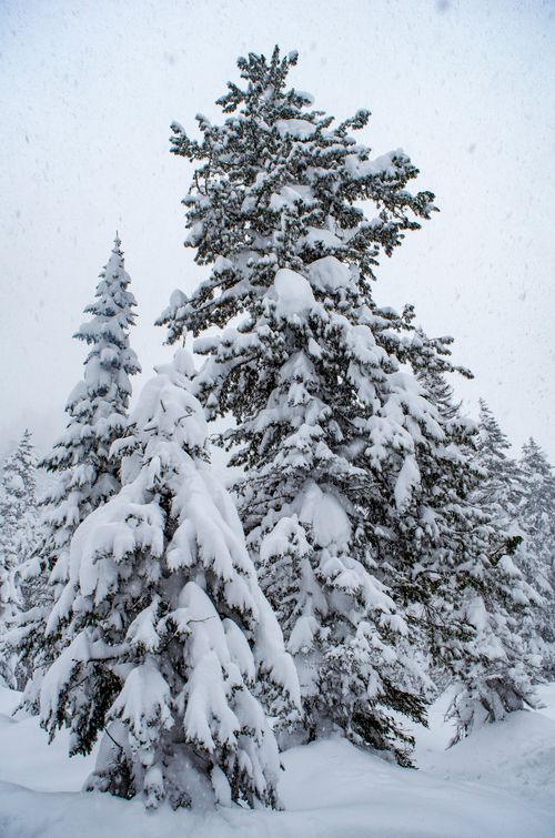 Free A tranquil winter scene featuring snow-laden pine trees in a serene forest. Stock Photo