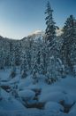 Snow Covered Pine Trees on Mountainside