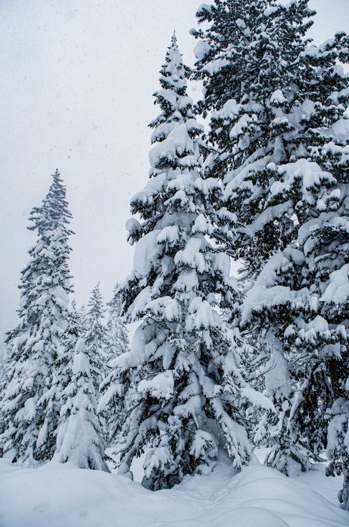 Free Majestic snow-covered pine trees in a serene winter forest scene. Stock Photo