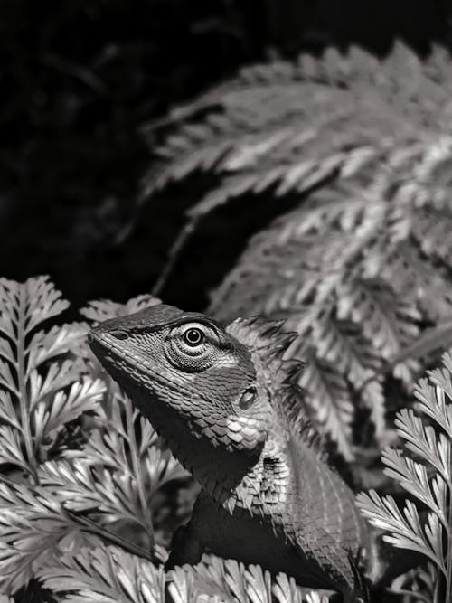 Grayscale Photograph of a Lizard Near Leaves