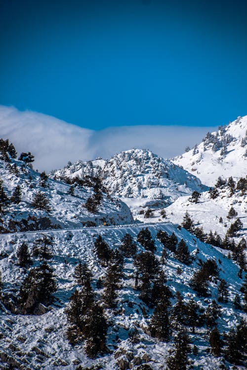 Ücretsiz ağaçlar, buz, dağlar içeren Ücretsiz stok fotoğraf Stok Fotoğraflar
