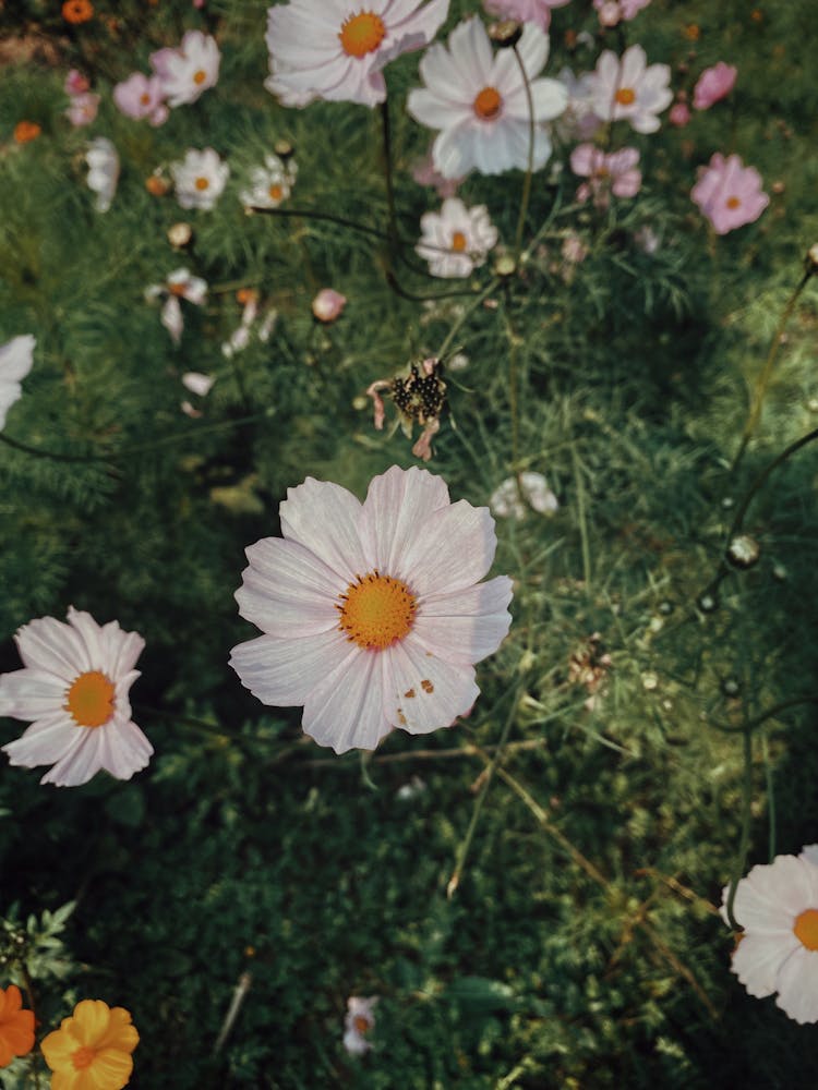 White Sonata Flowers In Green Grass 