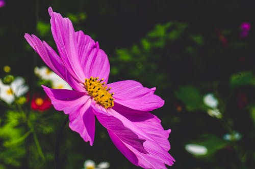 Purple Flower in Close-up Photography