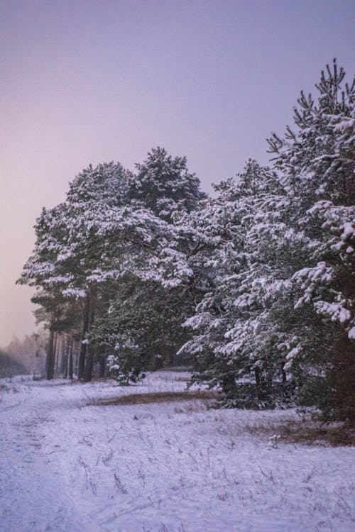 Green Trees Covered With Snow