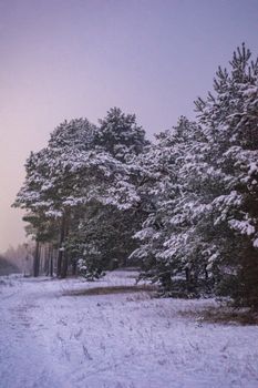 Capture of a snowy forest landscape in Bydgoszcz, Poland during winter.