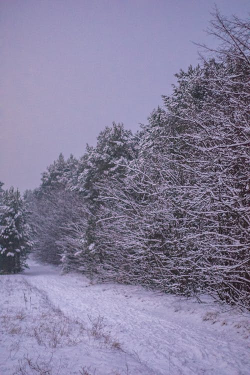下雪, 光秃秃的树木, 凍結的 的 免费素材图片