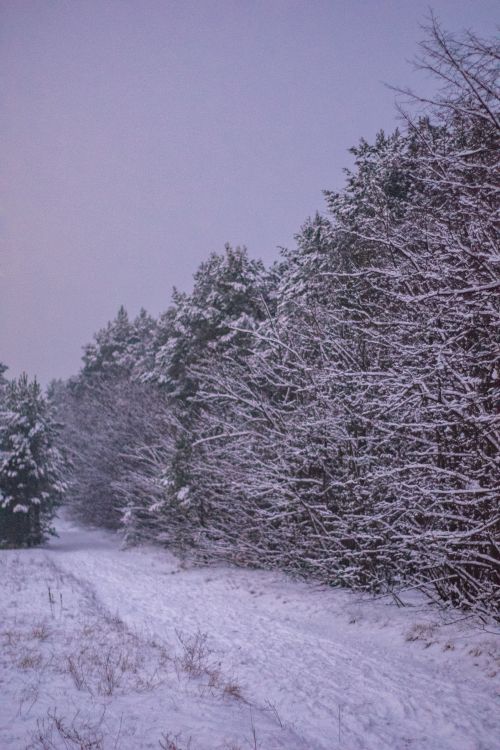 Free Serene winter scene of a snow-covered forest path in Bydgoszcz, Poland. Stock Photo