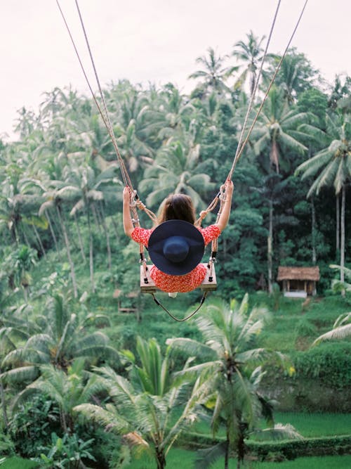 Foto stok gratis alam, ayunan, hutan tropis