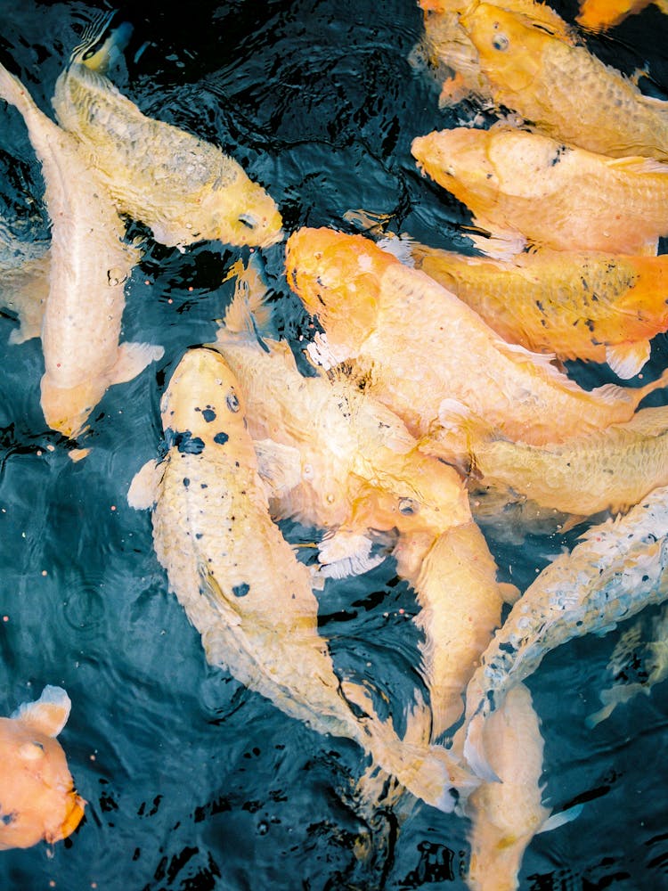 Swarm Of Gold Koi Fish Peeking Through Water Surface