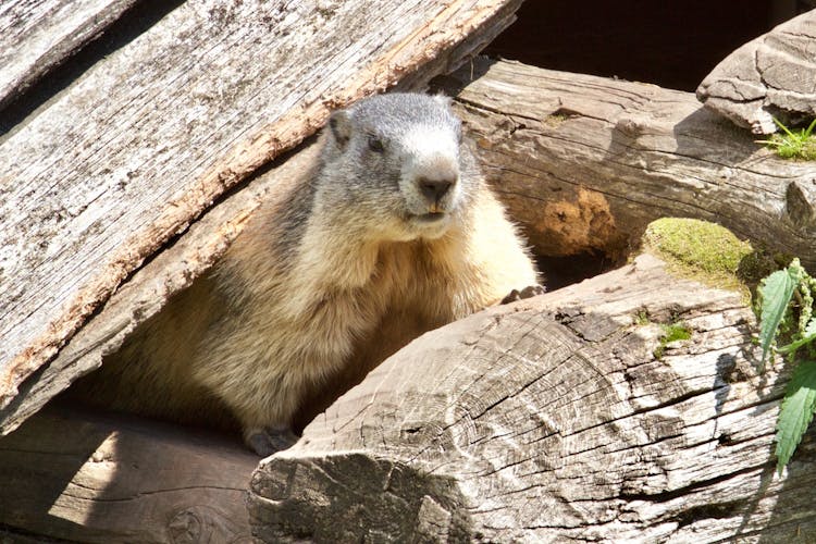 An Alpine Marmot Hiding On Logs