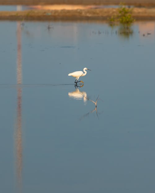 Free Great Egret Bird on a Body of Water  Stock Photo