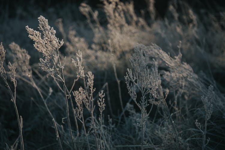 Frozen Flowers In Close Up Shot