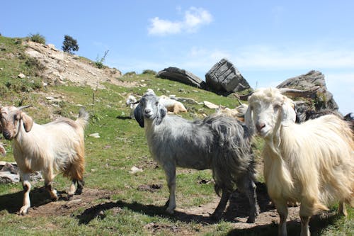 Foto d'estoc gratuïta de animals, cabres, camp