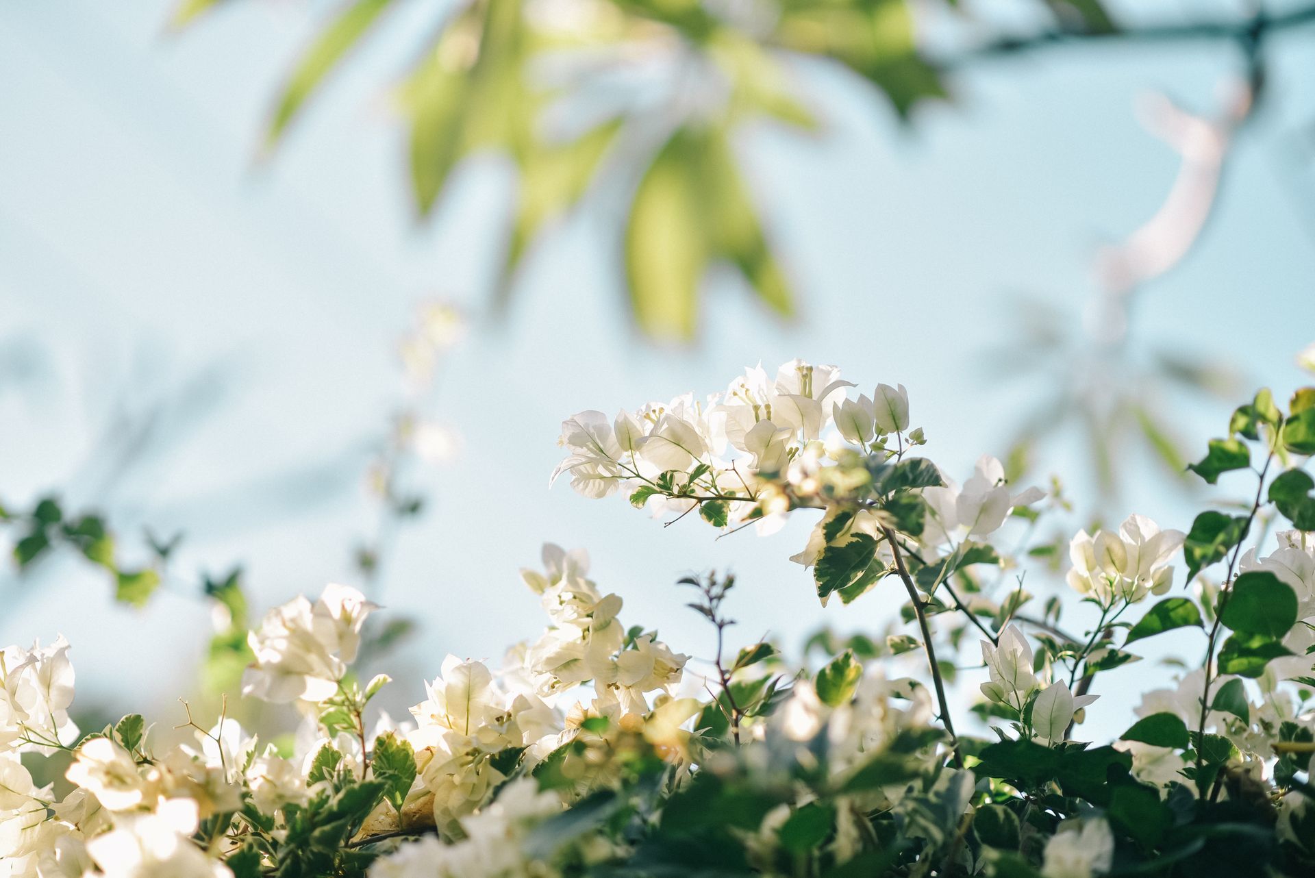 Close-up of white bougainvillea flowers against a soft sky background, capturing Bali's tropical beauty.