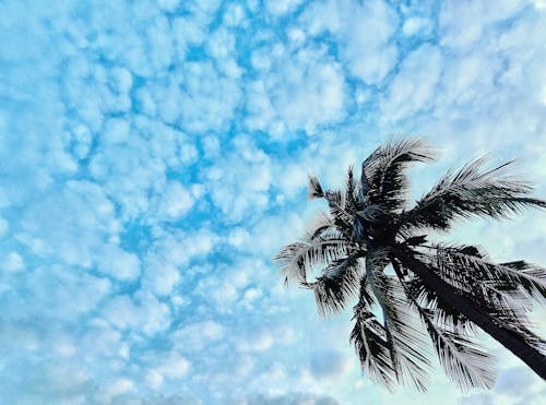 Kostenloses Stock Foto zu bauschige wolken, blaue himmel, blauen himmel
