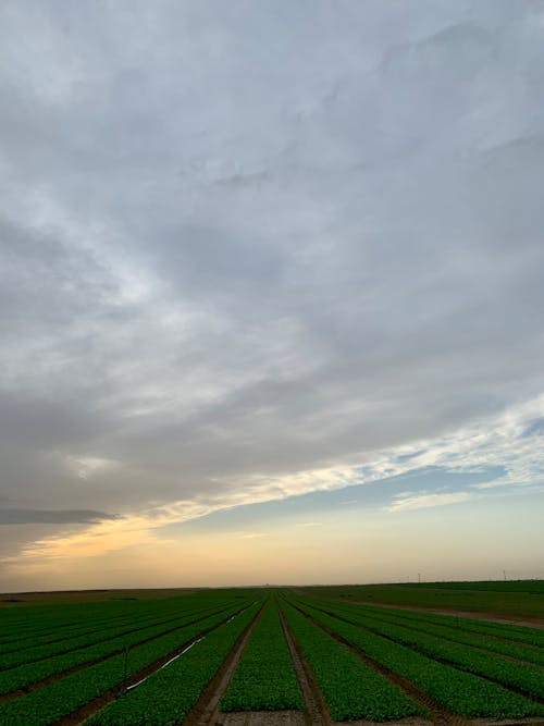 地平線, 曇り空, 畑の無料の写真素材