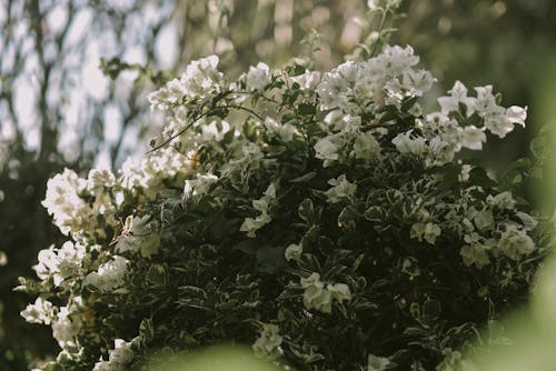 Imagine de stoc gratuită din a închide, Bougainvillea, delicat