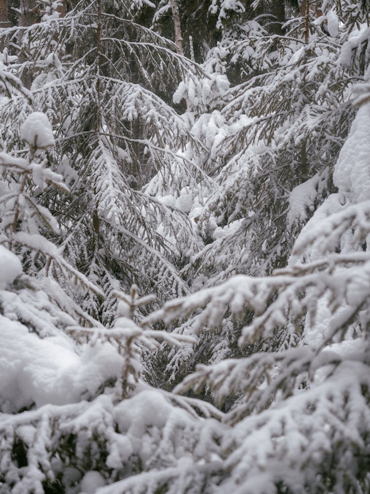 Photo Of Snow Covered Trees