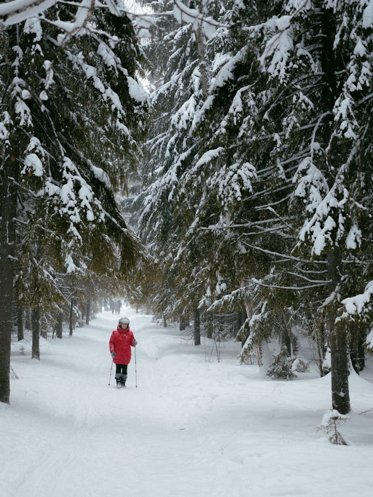 Woman Nordic Walking In The Forest 