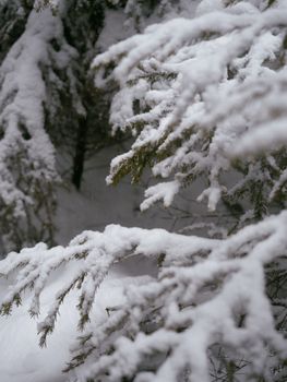 Close-up of snow-covered pine branches in a serene winter forest setting.