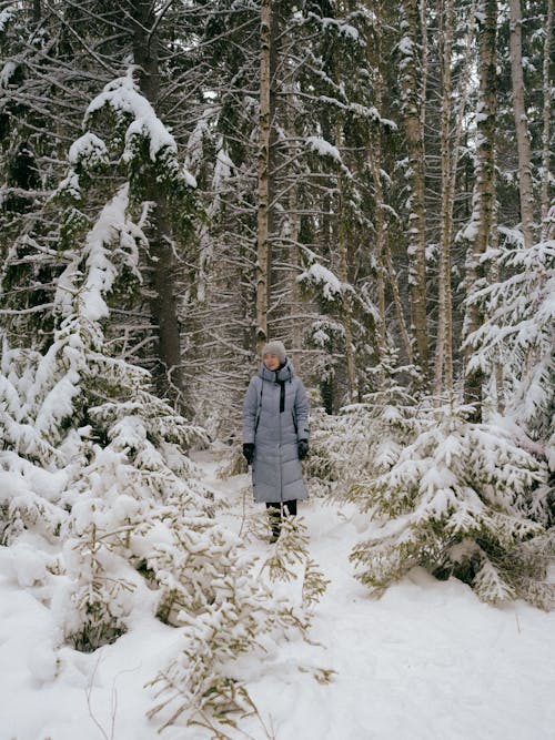 Gratuit Photos gratuites de arbres, bonnet, couvert de neige Photos