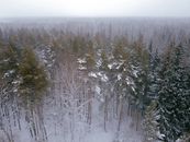 Aerial View of Pine Trees During Winter