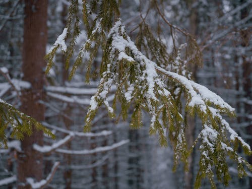 Free Snow Covered Pine Leaves Stock Photo