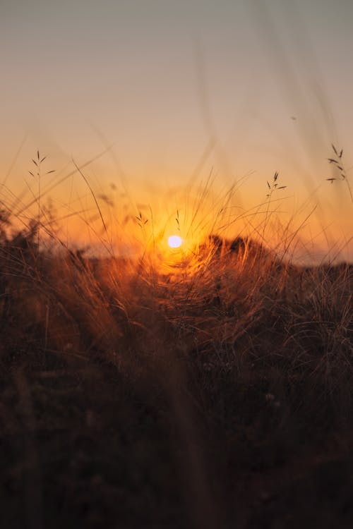 Brown Grass During Sunset