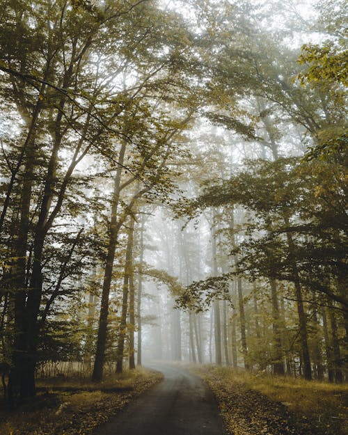 Green Trees Between a Dirt Road