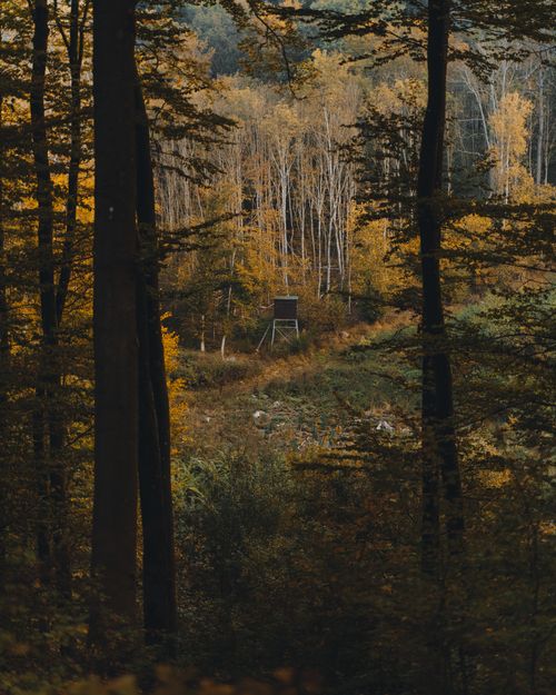 Free A serene autumn forest with a hidden hunting blind among the tall trees. Stock Photo