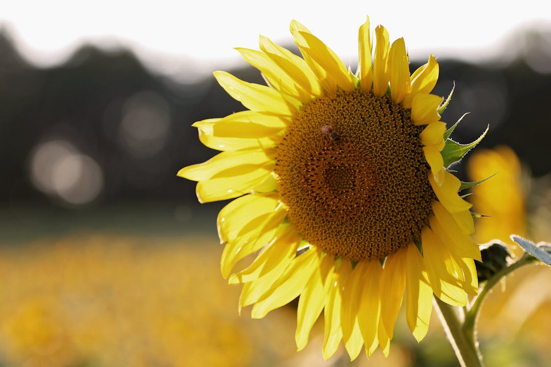 Flacher Fokus Fotografie Der Sonnenblume Mit Biene