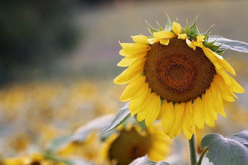 Kostenlos Flacher Fokus Fotografie Der Sonnenblume Stock-Foto