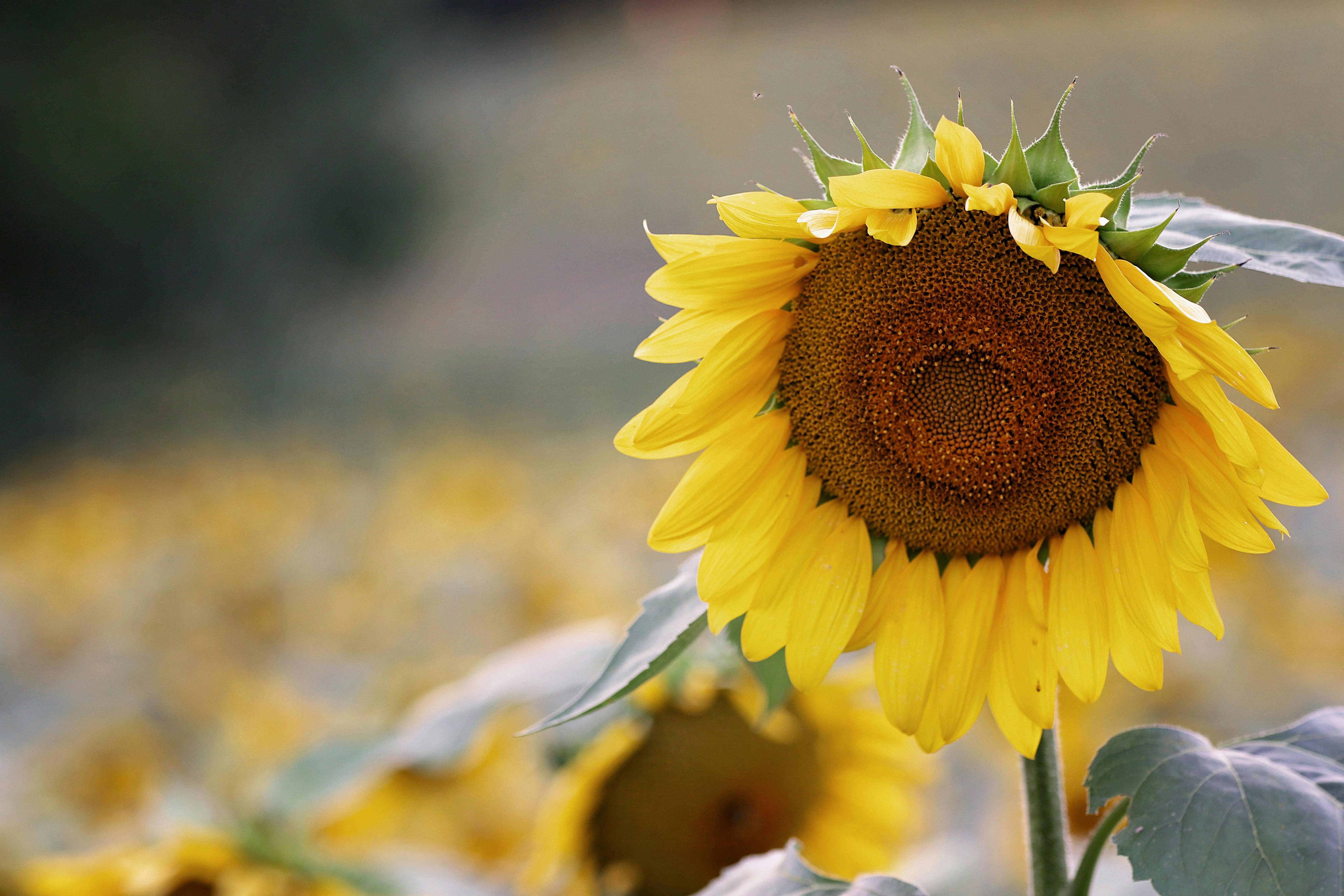 Sunflower Background Photos, Download The BEST Free Sunflower Background  Stock Photos & HD Images