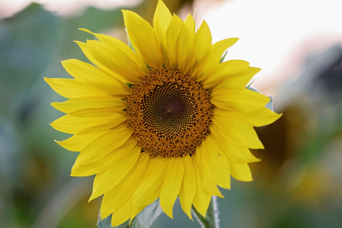 Selectieve Aandacht Fotografie Van Gele Zonnebloem