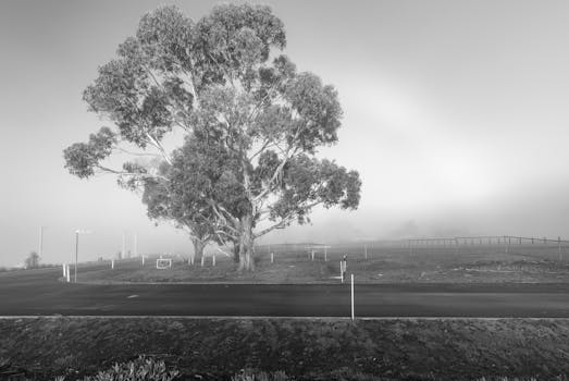 薄雾笼罩的清晨，一棵孤零的桉树为乡村景致增添了一抹宁静而诗意的氛围