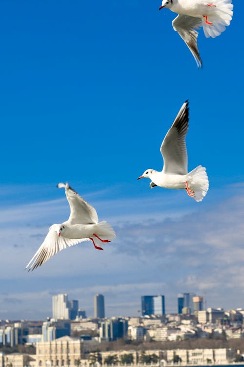 Seagulls Flying Above City