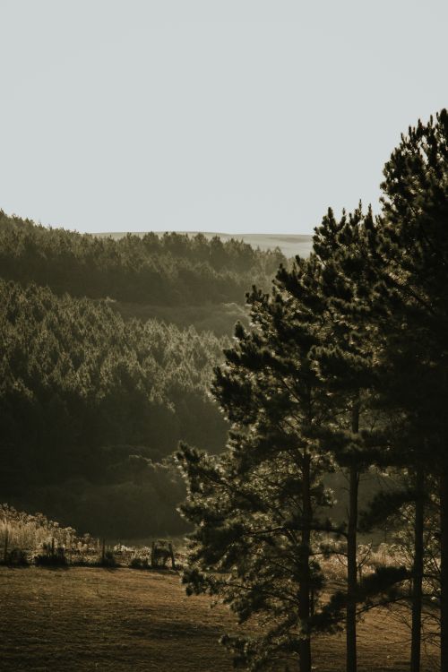 Free A stunning aerial view of dense pine forests with a clear sky, capturing nature's beauty. Stock Photo