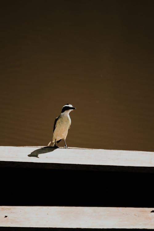 Free Black and White Bird on Brown Wooden Surface Stock Photo