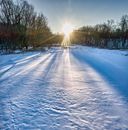 Sunlight Over Bare Trees