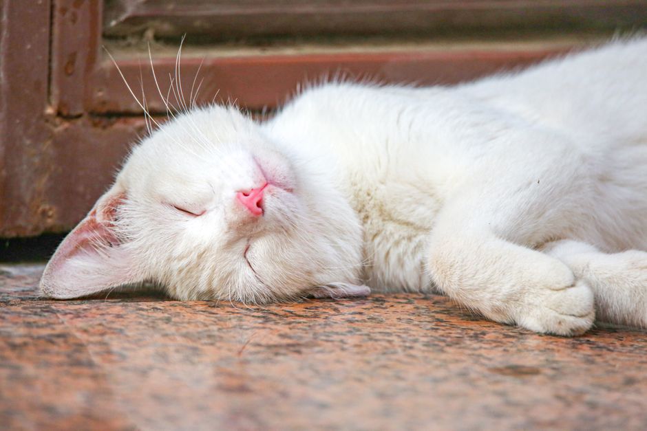 A cute white cat sleeping peacefully on a marble floor with closed eyes.