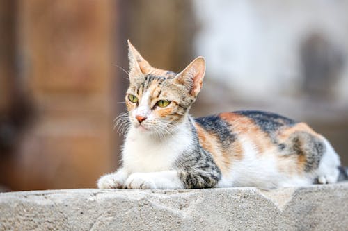 Free Close-up Photo of Cute Calico Cat  Stock Photo