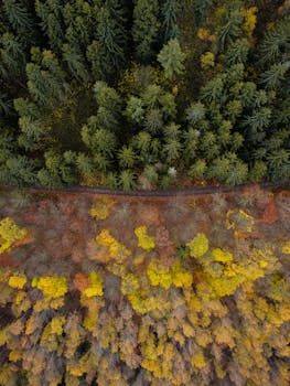 Stunning aerial shot over autumn and evergreen forest near Ilmenau, capturing contrasting colors and natural beauty.
