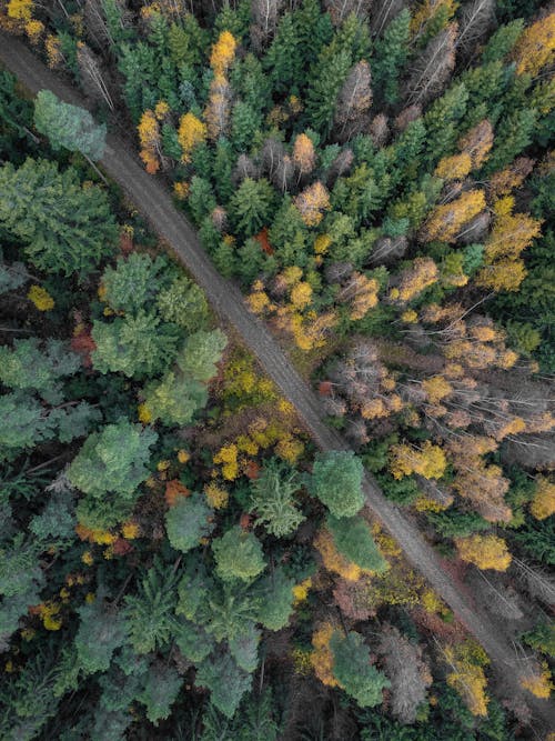 Immagine gratuita di alberi verdi, autunno, conifere