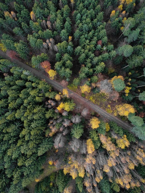 Aerial View of Pathway between Trees