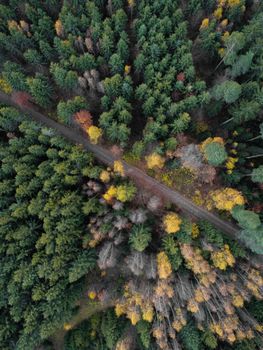 Drone capture of vibrant Ilmenau forest road lined with coniferous trees during fall.