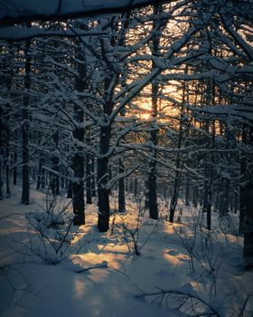 Sunrise glowing through a forest of snow-covered, leafless trees in winter.