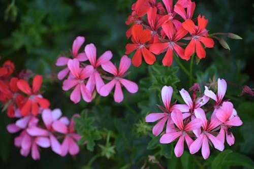 Pink  and Red Flowers in the Garden
