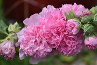 Pink Flower in Macro Shot