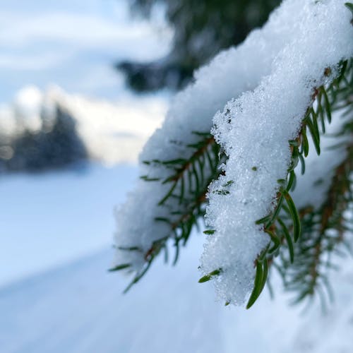 Fotos de stock gratuitas de árboles cubiertos de nieve, cubierto de nieve, enfoque de primer plano